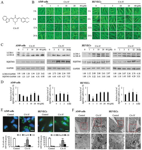 Figure 1. CA-5f regulates autophagy both in A549 cells and HUVECs. (a) The chemical structure of CA-5f with a molecular weight of 388.46 g/mol. (b) Microscopy photographs of A549 cells and HUVECs treated with the indicated concentrations (0–40 μM) of CA-5f for 3–24 h. Scale bar: 20 μm. (c) Western blot analysis of LC3B-II and SQSTM1 levels in A549 cells and HUVECs treated with the indicated concentrations (0–40 μM) of CA-5f for 6 h, or in the cells treated with CA-5f (20 μM) at the times indicated. GAPDH was used as a loading control. (d) qRT-PCR analysis of SQSTM1 mRNA level in A549 cells and HUVECs treated with the indicated concentrations (0–40 μM) of CA-5f for 6 h, or in the cells treated with CA-5f (20 μM) at the times indicated. (n = 3; *, p < 0.05 vs. control) (e) Fluorescence photographs of GFP-LC3B puncta in A549 cells and HUVECs treated with DMSO or CA-5f (20 μM) for 6 h. Scale bar: 10 μm. Nuclei were stained with Hoechst 33,258. Histogram shows quantification of the percentage of cells with GFP-LC3B puncta. (n = 3; *, p < 0.05; **, p < 0.01 vs. control) (f) Transmission electron micrographs of A549 cells and HUVECs treated with DMSO or CA-5f (20 μM) for 6 h. The lower pictures are the enlarged representations of the boxed regions of the upper pictures. Scale bar: 500 nm.