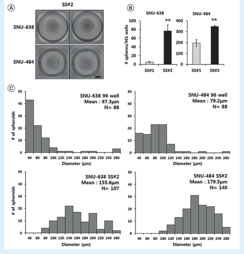 Figure 2.  Isolation of single cell-derived spheroid cells generated from SNU-638 and SNU-484 cells. (A) Microscopic images of a second-passage spheroid formed from a single SS#1 cell after another 2 weeks in culture (40x magnification, scale bar = 100 μm). (B) Spheroid-forming efficiency as calculated from single dissociated spheroid cells. The single cells were counted in 361-microwells. Error bars represent standard deviation. **p < 0.01 compared with the SS#1 group (n = 4). (C) Size distribution of spheroids cultured on the microwell and on the 96-well plates.