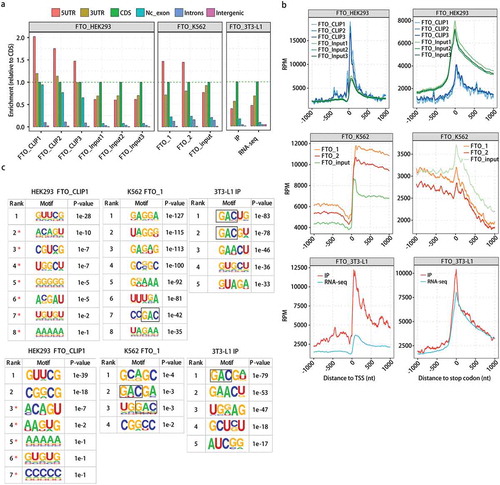Figure 1. Transcriptome-wide landscape of FTO binding shows cell type-specificity. Three recently published FTO eCLIP/CLIP-seq data were analysed.(a) FTO-binding reads were enriched in 5ʹUTR in HEK293 and K562, but not 3T3-L1 cells. CLIP/eCLIP reads mapped to each region of the genome was normalized by the length of the region. There is no replicate and input control for 3T3-L1 cell, a suggested RNA-seq data were analysed as input control. The enrichment of each region was calculated relative to CDS region. Nc_exon, non-coding exon. (b) Enrichment of FTO binding around the transcription start site (TSS) and stop codons was different among HEK293, K562 and 3T3-L1 cells. Normalized FTO binding reads count (RPM) in a ± 1000 bp window around TSS (left) and stop codons (right) for all transcripts. RPM, reads per million. (c) GAC-containing motifs were enriched in K562 and 3T3-L1, but not in HEK293 cells. The 5-nt FTO binding motifs were detected from ABLIRC peaks by HOMER. Those from one sample were presented, and all others were shown in Fig. S2. Motifs include GAC-consensus were marked with a black box. Original usable reads (upper) and randomly selected the same number (102,470) of usable reads (lower) were used for peak calling and the motif analysis, respectively.