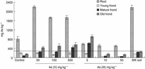 Figure 2  Arsenic concentration in different parts of Athyrium yokoscense cultivated in As-spiked soils and mine soils. Solid line represents the concentration of As in hyperaccumulation plants, 100-fold of central value of normal range, AS: 3.5 mg kg−1 (Bowen, 1979). SIK soil, mine soil.