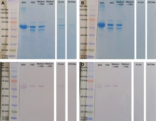 Figure 2 Western blot of the protein corona of different nanoparticles.Notes: Nanoparticles (500 ng/mL) incubated in 4 mL cell culture media (A and C) with and (B and D) without 15% FBS. Size comparison was done to a stained ladder (Abcam). The protein corona was visualized by (A and B) unspecific Coomassie G-250 staining or (C and D) specific antibody against BSA. Specific staining was realized with a rabbit anti-BSA antibody (200 ng/mL; Abcam) and a goat anti-rabbit IgG antibody coupled to alkaline phosphatase (50 ng/mL; Abcam). Bound antibody was stained by the NBT/BCIP technique (Sigma-Aldrich Co.). Control samples were BSA (1 µg), FBS (5 µg), and cell culture media with and without 15% FBS (5 µg). Samples were PLGA nanoparticles and SPIONs. The predicted molecular weight of BSA was 69 kDa.Abbreviations: FBS, fetal bovine serum; BSA, bovine serum albumin; IgG, immunoglobulin G; NBT/BCIP, nitro-blue tetrazolium chloride/5-bromo-4-chloro-3′-indoylphosphate p-toluidine salt; PLGA, poly(lactic-co-glycolic acid); SPIONs, starch-coated superparamagnetic iron oxide nanoparticles.