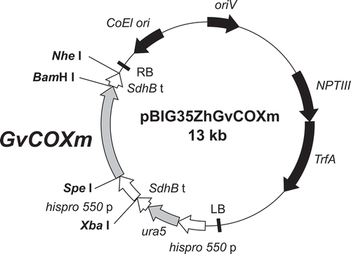 Figure 2. Schematic diagram of the plasmid pBIG35ZhGvCOXm with the GvCOX gene downstream of the histone promoter.GvCOXm, the codon-optimized GvCOX gene for M. alpina; hispro550 p, M. alpina histone protein promoter; SdhB t, M. alpina SdhB gene transcription terminator; ura5, the orotate phosphoribosyl transferase gene of M. alpina 1S-4; NPTIII, neomysin phosphotransferase III gene; TrfA, TrfA locus, which produces two proteins that promote the replication of the plasmid; ColE1 ori, ColE1 origin of replication; oriV, pRK2 origin of replication; RB and LB, the right and left border, respectively, from Ti-plasmid of A. tumefaciens.