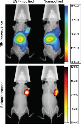 Figure 6 X-ray, in vivo NIR fluorescence and bioluminescence overlay images of tumor-bearing mice 2 hours after being treated with activated dendriplexes and activated EGF-dendriplexes.Notes: The location of MDA-MB-231-luc tumor was determined with bioluminescence by injecting 150 mg/kg D-luciferin. The optical imaging was obtained using Kodak multimodal imaging system FX-Pro equipped with an excitation bandpass filter at 690 nm and an emission at 790 nm. The calibration bar shows the fold increase in fluorescence counts from the minimum fluorescence counts EGF-modified indicates activated EGF-dendriplexes; nonmodified indicates activated dendriplexes.Abbreviations: NIR, near-infrared fluorescence.