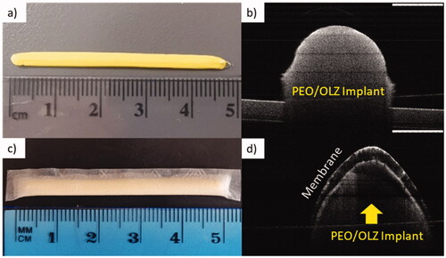 Figure 3. (a) Picture of OLZ/PEO implant without the film, (b) OCT of OLZ/PEO implant without the film, (c) image of final device, and (d) optical coherence tomography (OCT) of OLZ/PEO implant with the film. Scale bar OCT images: 1 mm.