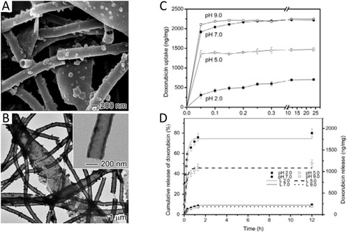 Figure 4. Surface-modified nanofibers. SEM (A) and TEM (B) images showing polydopamine tubes. The hollow PDA tubes were obtained by dissolving the PCL core of the PCL–polydopamine core–sheath nanofibers in DCM. (C) Doxorubicin uptake and (D) release profiles of PDA-coated PCL fiber samples in aqueous solutions at pH 2, 5, 7 and 9. The samples were first treated with air plasma and then coated with PDA. The in vitro release data were fitted with a desorption model. Adapted with permission from Ref. [Citation70].