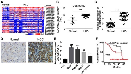 Figure 1 Increased expression of LOC105372579 in HCC tissues. (A) Heatmap of differentially expressed lncRNAs in HCC tissues and normal controls according to a GEO dataset (GSE113850). (B) LOC105372579 expression intensity in HCC tissues and normal controls according to a GEO dataset (GSE113850). (C) qRT-PCR was used to analyze the expression of LOC105372579 in 54 HCC tissues and their corresponding normal tissues. (D) ISH showed that LOC105372579 level was high in HCC tissues. (E) Relative expression of LOC105372579 in HCC cell lines was determined by qRT-PCR. (F) Overall survival rate was analyzed using the Kaplan–Meier curve based on LOC105372579 expression. *P<0.05, **P<0.01, and ***P<0.001. Magnification ×100. Abbreviation: HCC, hepatocellular carcinoma.