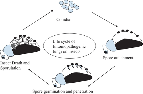 Figure 1. Infection and sporulation in host insect by entomopathogenic fungi (Modified from Sinha et al., (Citation2016).