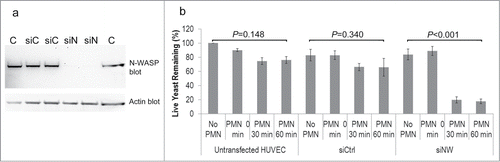 Figure 7. (A) Western blot showing that N-WASP was knocked down following transient transfection of HUVEC with siRNA to N-WASP (siN) but not by control siRNA (siC). (B) Silencing endothelial expression of N-WASP left yeast cells vulnerable to PMN killing. Untransfected HUVEC or control siRNA allowed yeast cells to escape neutrophil killing by endothelial internalization. Graph represents the means and SEM from 3 independent experiments.