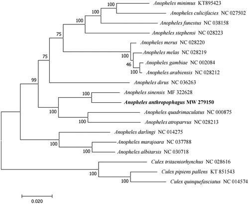 Figure 1. Phylogenetic tree of 16 Anopheles species based on their mitochondrial genomes. Numbers near the nodes represent bootstrap values. The GenBank accession number is listed next to each species within the tree. Culex was used as the outgroup. The branch length scale bar indicates relative differences (0.020 = 2.0% nucleotide difference).