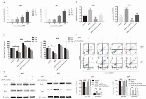 Figure 3 Berberine induces apoptosis by regulating miR-19a in NSCLC. (A) Berberine up-regulates miR19a expression in A549 and Pc9 cells in a dose-dependent manner. (B) qRT-PCR analysis of the miR-19a expression levels in miR-NC and miR-19b inhibitor transfection groups treated with berberine (80μM) for 48 h. (C) Percentage of relative cell viability after berberine treatment following transfection of the miR-19a inhibitor for 48 h. (D) Suppression of miR-19a by berberine treatment results in a significant increase in apoptotic cells. (E) Western blot analysis was performed to demonstrates that berberine induces apoptosis through miR-19a. Mean values of at least three independent experiments are shown. Values are expressed as mean ± SD, *P<0.05; **P<0.001, compared to vehicle controls (0.008% DMSO).