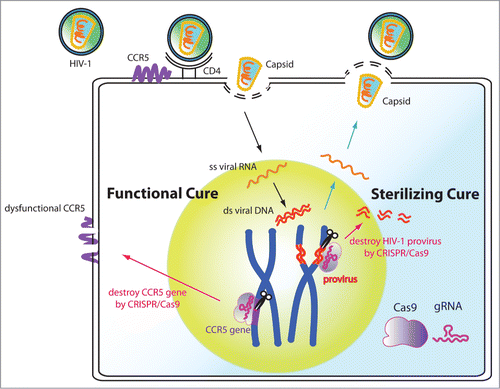 Figure 1. Potential functional and sterilizing cures of HIV by CRISPR/Cas9-mediated gene editing in human stem cells. CIRSPR/Cas9 can be used to functionally cure the HIV disease by disrupting the CCR5 gene. It can also be used as a sterilizing cure by excising the HIV-1 genome from host cells. When applying this CRISPR/Cas9 anti-HIV technology into stem cells, the therapy can be long lasting and has the potential to help patients avoid lifelong ART treatments.