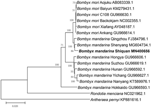 Figure 1. Maximum-likelihood phylogenetic tree based on mitochondrial genome sequences. All the bootstrap values are indicated at the nodes. Antheraea pernyi and Rondotia menciana was used as an outgroup. GenBank accession numbers of each species were listed in the tree.