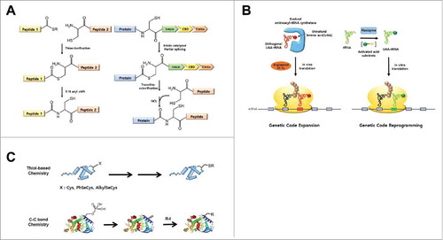 Figure 2. Schematics of chemical biology methodologies for site-specific installation of PTMs in proteins. (A) Native chemical ligation (right) and Expressed protein ligation (left) methods. (B) Genetic code expansion (right) and genetic code reprogramming (left) methods. (C) Chemical modification methods; thiol-based chemistry (top) and a three-step chemoselective carbon-carbon bond conjugation approach (bottom).