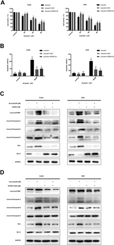 Figure 4 Acacetin induces apoptosis by activating the ROS/JNK signaling cascade in OS cells. Cells were preincubated with SP600125 (30 μM) or GSH (5 mM) for 2 h and then treated with acacetin for 24 h. (A) Cell viability was measured by CCK8 assay. (B) Flow cytometric analysis demonstrated that GSH and SP600125 attenuated the acacetin-induced apoptosis. Results are presented as the mean ± SD from three independent experiments. (C and D) The expression of apoptosis-related protein was measured by Western blotting. *P<0.05 and **P<0.001, significantly different compared with control.