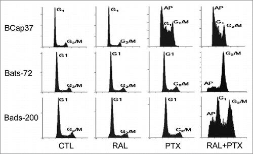Figure 2. The reversal effect of raloxifene via enhanced paclitaxel-induced mitotic arrest. Flow cytometric analysis of cell cycle distribution was performed after BCap37, Bats-72 and Bads-200 cells were treated for 48 h.