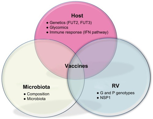 Figure 3 Interactions in RV pathology: host, microbiota and RV.Notes: Host background includes genetics through expression of histo-blood groups in epithelia, glycomics with the importance of sugars for RV interaction with host cells, and the IFN pathway, key in immune host defense. Intestinal microbiota composition and metagenome influence the course of RV infection through interactions between commensal microbial flora and pathogen. RV proteins (VP4 and VP7) determined by G and P genotypes and enterotoxin NSP1 play an important role in RV attachment, cell internalization and pathogeny. Overall, effectiveness of RV vaccines may be influenced by all these elements.Abbreviations: IFN, interferon; RV, rotavirus; NSP1, nonstructural protein1.