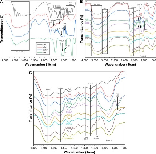 Figure 2 FT-IR spectra in KBr pellets of various scaffolds.Notes: (A) Dried pure AA, β-GP, Gel, and HA, (B) various scaffolds, and (C) spectra of various scaffolds in the region of 1,800–900/cm. GH-C, GH/A-C, GH/B-C, and GH/A/B-C are indicated as cross-linked GH, GH/A, GH/B, and GH/A/B scaffolds.Abbreviations: AA, ascorbic acid; FT-IR, Fourier-transform infrared spectroscopy; Gel, gelatin; GH, Gel/HA; HA, hydroxyapatite.