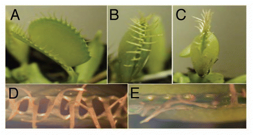 Figure 1 Closing states of the Venus flytrap (Dionaea muscipula). (A) The open state of the trap characterized by the separation of the 2 lobes, (B) The semi-closed transition state, lobes brought together, but not tightly closed, (C) Tightly closed state, trap appearance changes and buckling occurs around outer edges of trap, lobes in direct contact. (D and E) Higher magnification of the trap lobes in the transition and tightly closed states respectively. Images captured using a Sony HDR-HC9 Handycam attached to a Meiji EMZ-13TR Stereoscope. Images were processed using Pinnacle Studio™ Ultimate.