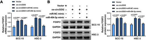 Figure 7 CircGDI2 enhanced FOXF2 expression by targeting miR-454-3p. SCC-15 and HSC-3 cells were transfected with oe-circGDI2, Vector, oe-circGDI2 + miR-454-3p mimic or oe-circGDI2 + miR-NC mimic. (A and B) The mRNA and protein levels of FOXF2 were measured by qRT-PCR and Western blot.