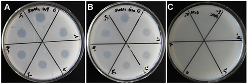 Figure 6 Sensitivity detection of different strains to SWU1. (A) M. smegmatis mc2 155 and (B) M. smegmatis mc2155 ∆MSMEG_3705 was sensitive to SWU1. (C) M12 mutant strain cannot form plaque.