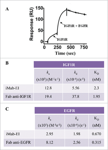Figure 8. Binding of iMab-EI to EGFR and IGF1R using BIAcore. (A) Concurrent binding to antigens using BIAcore. iMab-EI was immobilized on the BIAcore sensor chip and dual binding was determined by first injecting IGF1R, followed by co-injection of IGF1R and EGFR. (B) Binding kinetics to IGF1R of the iMab-EI and the Fab prepared from the anti-IGF1R antibody. (C) Binding kinetics to EGFR of the iMab-EI and the Fab prepared from the anti-EGFR antibody.