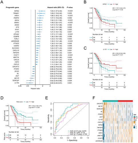 Figure 3. Construction of a 15-gene inflammation signature with prognostic value in PDAC patients. (A) Univariable Cox analysis displayed the hazard ratio (HR) value and 95% confidence interval (CI) of 32 inflammation-related DEGs for overall survival (OS). (B) Kaplan-Meier (KM) curve shows the OS of PDAC patients stratified based on the median expression level of RIPK2. (C) KM curve shows the OS of PDAC patients stratified based on the median expression level of IL17D. (D) KM curve shows the OS of PDAC patients stratified into the low- and high-risk groups based on the median risk score in the TCGA cohort. (E) Validation of the prognostic value of the gene signature by time-dependent receiver operating characteristic (ROC) curve in the TCGA cohort. (F) Heat map of expression level of each characteristic gene in the high- and low-risk groups.