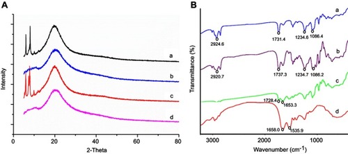 Figure 2 (A) X-ray diffraction patterns of (a) insulin, (b) phospholipid, (c) physical mixture of insulin and phospholipid, (d) IPC; (B) infrared spectra of (a) phospholipid, (b) IPC, (c) physical mixture of insulin and phospholipid, (d) insulin.Abbreviation: IPC, insulin-phospholipid complex.