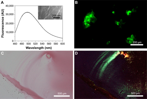 Figure S3 Amyloid-like staining properties of Q11 nanofibers. (A) ThT-binding fluorescence (insert shows transmission electron microscopy image of Q11 nanofibers). (B) Fluorescent image of Q11 nanofibers after ThT-binding. (C, D) Images of Q11 nanofibers after Congo red staining under normal light (C) or polarized light (D).Abbreviations: AU, arbitrary units; ThT, thioflavin-T.