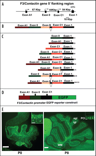 Figure 3 Activation of the F3/Contactin promoter in developing mouse cerebellum. (A) Organization of the 5′ flanking region of the mouse F3/Contactin gene. In (B) the 5′ flanking exons are shown, which undergo complex splicing events (shown in C), resulting in a high level of complexity of the F3/Contactin mRNA (reviewed in ref. Citation66). (D and E) Map of the F3/Contactin promoter/EGFP reporter construct (D), and its expression in developing cerebellum (E). Transgene expression recapitulates the endogenous gene with an earlier activation on migrating granule cells (P0, see also inset) and subsequent expression on Purkinje neurons (P8, see also inset). Egl, external granular layer; Igl, inner granular layer; PCl, Purkinje cells layer; WM, white matter. Scale bars: P0, P8 = 200 µm (insets 20 µm).