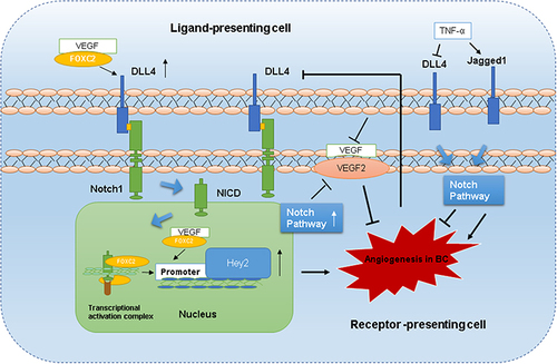 Figure 2 Role of the Notch signaling pathway in angiogenesis of breast cancer.