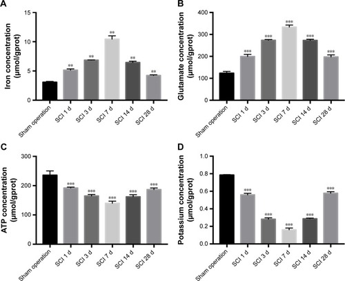 Figure 8 Bar graphs of iron, glutamate, ATP and potassium concentrations in the tissues around the injury site were compared in the different groups.