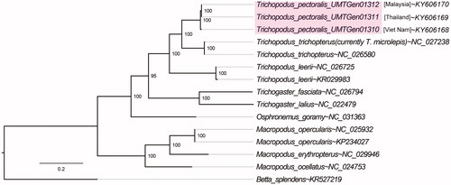 Figure 1. Evolutionary relationships of Trichopodus pectoralis reported in this study (shaded) as inferred from maximum-likelihood estimation based on 13 mitochondrial protein-coding genes and 2 ribosomal RNA genes with best-fit partitioning scheme with Betta splendens rooted as the outgroup. NCBI accession numbers are provided next to tilde (∼) symbols. Numbers at nodes indicate Ultrafast Bootstrap support and branch lengths indicate the number of substitutions per site.