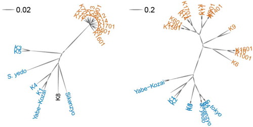 Figure 4. Genetic and morphological cluster dendrogram of new and old sake yeast strains. The dendrogram was generated based on genetic similarity (a) and morphological similarity (b) computed by the correlation coefficient [Citation24]. Scale bar indicates the mean correlation coefficient. Orange and blue indicate new and old sake yeast strains, respectively.