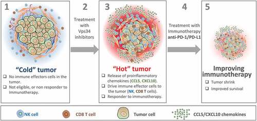 Figure 1. Vps34 inhibition improves anti-PD-1/PD-L1 immunotherapy by switching cold into hot tumors. Cold tumors are characterized by the absence of immune cells or the limited number of cytotoxic immune cells in the tumor microenvironment. Therefore, cold tumors are not eligible or most likely not responding to immunotherapy (1). Treatment of cold tumors with Vps34 inhibitors (2) induces the release by tumor cells of proinflammatory chemokines such as CCL5 and CXCL10. These chemokines drives more NK and CD8 T cells to the tumor microenvironment. Vps34i-treated tumors become hot and therefore eligible to anti-PD-1/PD-L1 based immunotherapy (3). Combined Vps34i with anti-PD-1/PD-L1 (4) improves the therapeutic benefit of immunotherapy and significantly decreases the tumor growth.Citation5