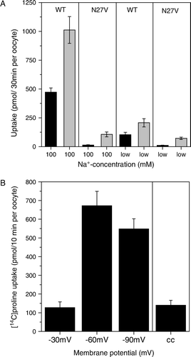 Figure 8.  Chloride cotransport and electrogenicity of the IMINO transporter. Oocytes were injected with 20 ng IMINO cRNA. (A) After an incubation period of five days uptake of 36Cl− (grey bars) and [14C]proline (black bars) was measured over a period of 30 min in the presence (100 mM) and the nominal absence (low) of Na+ (NMDG replacement) and the amount of both isotopes was determined in individual oocytes by dual-label scintillation counting. The 36Cl− preparation contained significant amounts of Na+, which can be estimated from the difference of 36Cl− and [14C]proline uptake in the wild type versus the N27V mutant. (B) Uptake of 100 µM [14C]proline was performed under voltage-clamp and current clamp (cc) conditions over a period of 10 min and the amount of accumulated amino acid was determined by liquid scintillation counting.