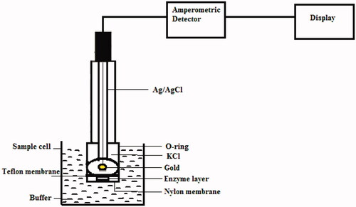 Figure 2. Biosensor configuration.