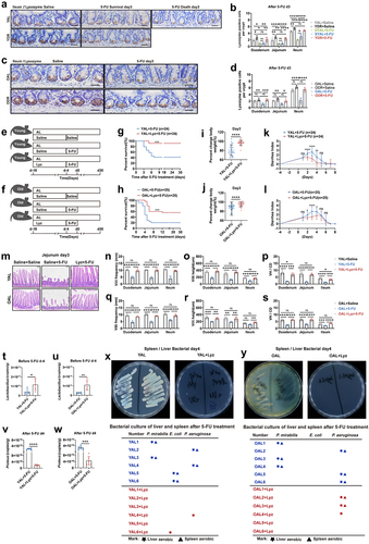 Figure 9. DR protects intestinal chemical barrier from 5-FU and lysozyme gavage partially rescues survival of AL mice exposed to 5-FU.