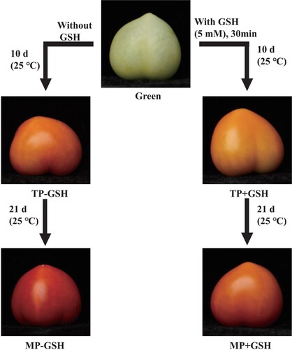 Figure 1. Visual phenotype of tomato fruits at different stages and treatments: mature green (Green), turning-color period without GSH treatment (TP-GSH), turning-color period with GSH treatment (TP+GSH), mature period without GSH treatment (TP-GSH), and mature period with GSH treatment (TP+GSH). Fruits were subjected to a glutathione aqueous solution (5 mM) in a box for 30 min and were then stored at 25°C temperature for 21 d.
