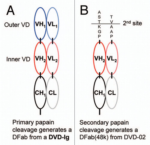 Figure 3 Papain cleavage can be used to generate functional fragments from DVD-Ig proteins. (A) Papain can cleave a DVD-Ig protein between CH1 and CH2 resulting in a product denoted as a DFab that contains intact outer and inner variable domains. (B) Papain cleavage of DVD-02 resulted in an additional secondary product, denoted DFab(48k) where papain cleavage also occurred in both heavy and light chain linkers between the inner and outer variable domains.