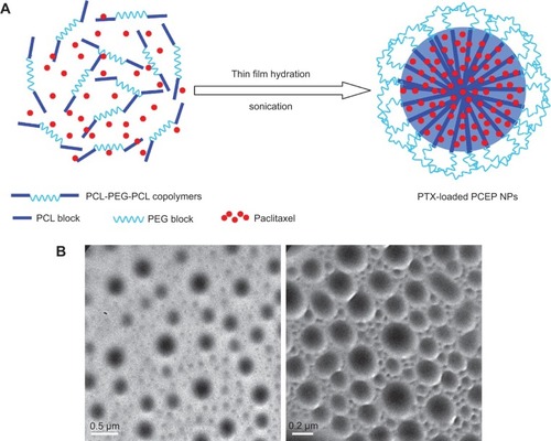 Figure 1 (A) The formation of PTX-loaded polymeric nanoparticles from PCL-PEG-PCL. (B) TEM image of PTX-loaded PCEP NPs.Notes: Left scale bar =500 nm, right scale bar =200 nm.Abbreviations: TEM, transmission electron microscopy; PCL-PEG-PCL, poly(ε-caprolactone)–poly(ethylene glycol)–poly(ε-caprolactone); PTX, paclitaxel; PCEP NPs, polymeric nanoparticles formed from PCL-PEG-PCL; PEG, poly(ethylene glycol); PCL, poly(ε-caprolactone).