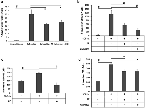 Figure 4. AP reduces YUMM1.7 invasiveness. A. YUMM1.7 cells grown in a monolayer or as spheroids were treated with 20 µM AP or 5 µM PLX4720 for 48 h and then assayed for CXCR4 (mean ± SD) protein expression by flow cytometry. B. Boyden chamber inserts with 8 µm porous filters were coated with growth factor-reduced Matrigel and then seeded with 1 × 105 YUMM1.7 melanoma cells in serum-free media containing either 0.05 µM AP or 2.5 µM AMD3100 in the well of each insert. A gradient was then initiated with the addition of serum-free media supplemented with the chemoattractant (200 ng/ml SDF-1α) in the lower compartment of the invasion chamber. After a 24-hour incubation, cells that had invaded to the underside of the filter were fixed, stained, and counted using a microscope. Data expressed as mean number of cells ± SD C. Boyden chamber inserts with 8 µm porous filters were coated with growth factor-reduced Matrigel and then seeded with 1.5 × 105 WM989 melanoma cells in serum-free media in the well of each insert with some cells also cultured with 0.2 µM AP. A gradient was then initiated with the addition of serum-free media supplemented with the chemoattractant (250 ng/mL SDF-1α) in the lower compartment of the invasion chamber. After a 24-hour incubation, cells that had invaded to the underside of the filter were fixed, stained, and counted using a microscope. Data expressed as mean number of cells ± SD. D. Boyden chamber inserts with 8 µm porous filters were coated with growth factor-reduced Matrigel and then seeded with 1.0 × 105 FS5 melanoma cells in serum-free media containing either 0.25 µM AP or 2.5 µM AMD3100 in the well of each insert. A gradient was then initiated with the addition of serum-free media supplemented with the chemoattractant (250 ng/ml SDF-1α) in the lower compartment of the invasion chamber. After a 24-hour incubation, cells that had invaded to the underside of the filter were fixed, stained, and counted using a microscope. Data expressed as mean number of cells ± SD. n = 3 per group; * = p ≤ 0.05 and # = p ≤ 0.01 compared to indicated group