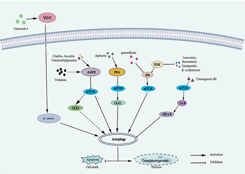 Figure 3 Mechanism diagram of natural compounds regulating autophagy signaling pathway in osteoblasts. Different natural compounds regulate osteoblast autophagy through a variety of different molecular mechanisms, thereby affecting osteoblast differentiation or cell death.