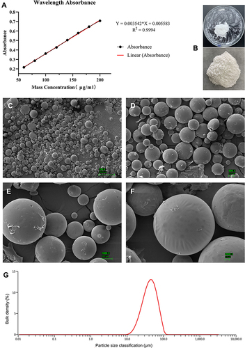 Figure 1 Characterisation of VAN/PLGA microspheres. (A) The standard release curve of VAN. (B) Macroscopic images of successfully prepared microspheres. (C–F) SEM images of the microspheres under different magnifications (150×, 500×, 1000×, 2000×, respectively). (G) Size distribution of microspheres.
