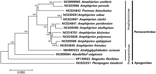 Figure 1. Phylogenetic tree of Amblyglyphidodon curacao within Pomacentridae. Phylogenetic tree of Amblyglyphidodon curacao complete genome was constructed by MEGA7 software with Minimum Evolution (ME) algorithm with 1000 bootstrap replications. Each scientific name followed by GenBank Accession numbers and furthermore Pterapogon kauderni (NC022511) family of Apogonidae as an outgroup.