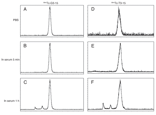 Figure 3 Size exclusion HPLC radiochromatograms of the 99mTc-labeled G3-15 and T3-15 peptides incubated in PBS (A and D) and in 37°C serum for 5 min (B and E) and 1 h (C and F).