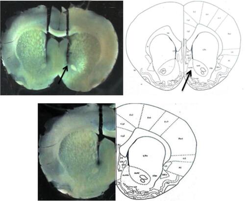 Figure 2 Location of microinjection cannula tips in the brain for all animals used for intra-nucleus accumbens shell injections in this study.