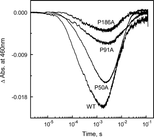 Figure 4.  Light-induced pH changes as measured with the pH-sensitive dye pyranine. Pyranine absorption changes were measured at 460 nm in suspensions of WT, P50A, P91A and P186A in 1M KCl (pH 7.2) at 298 K as a function of time, after laser flash excitation. Proton uptake from BR causes an increase of absorbance, while proton release causes a decrease. Protein concentration, 1.5×10−5 M.
