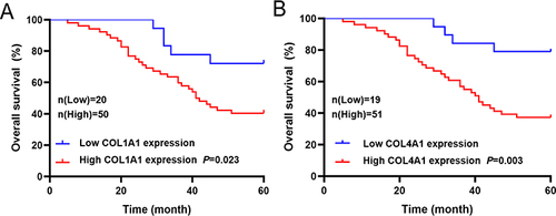 Figure 8 Relationship between prognosis-related genes expression level and 5-year survival rate of patients with GC (n=70). (A) Relationship between COL1A1 expression level and 5-year survival rate of patients with GC. (B) Relationship between COL4A1 expression level and 5-year survival rate of patients with GC.