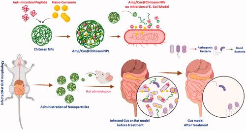 Figure 1. Schematic illustration of prepared nanoformulation encapsulated with curcumin and AMP components for anti-bacterial efficiency, intestinal microflora, and immune system.