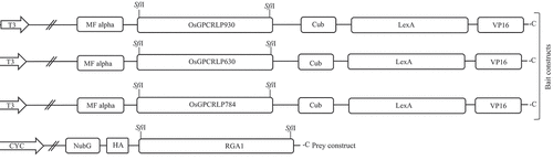 Figure 2. Schematic line diagram representing the construct design for MYTH assay.